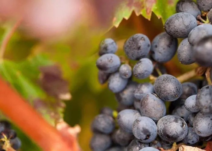 Linaje Del Pago Castellana