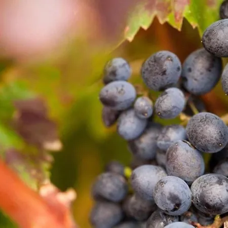 Linaje Del Pago Castellana